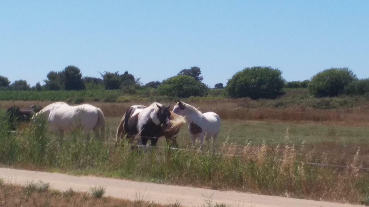 Cabanès des Aresquiers Maison de vacances Frontignan Esterno foto